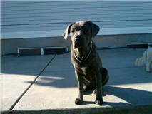 Available Cane Corso